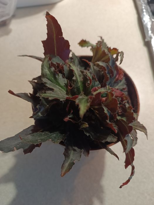 Бегонія фламенко