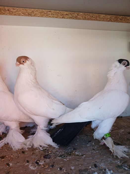 Krymki białostockie