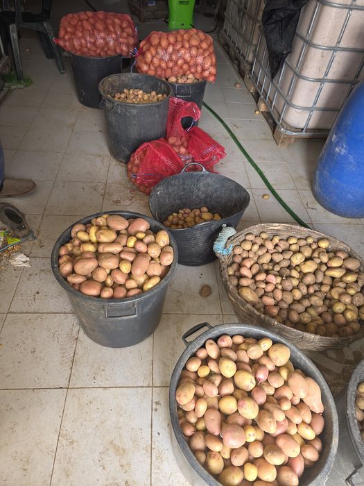 Venda batata nova 20kg por apenas 14€ -0,70€/ o Quilo - Avó Mimi - Castelo de Paiva -Telf:911588868