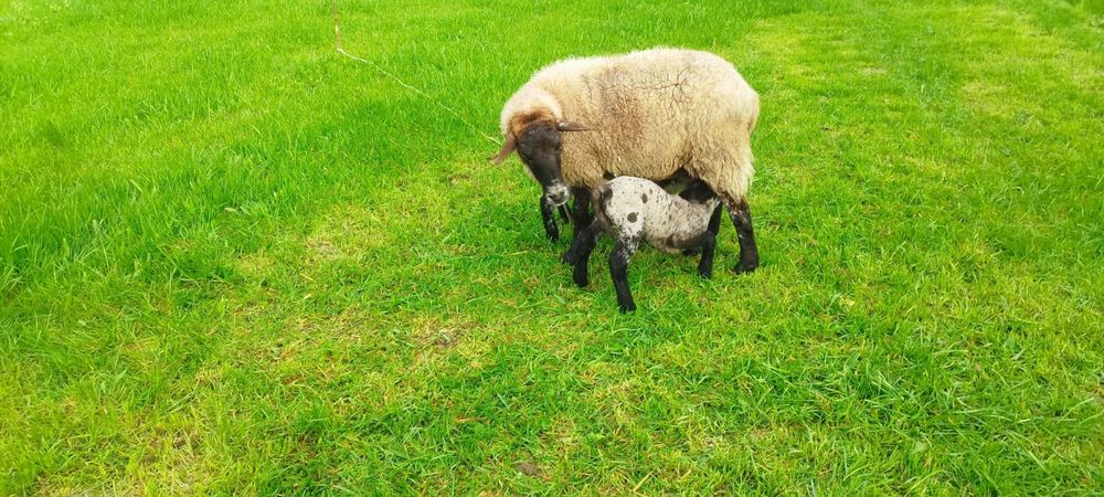 Ovelha sulfok com 2 anhos