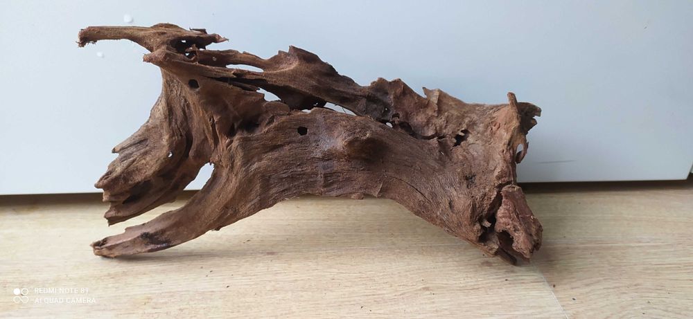 Korzeń drift oryginalny