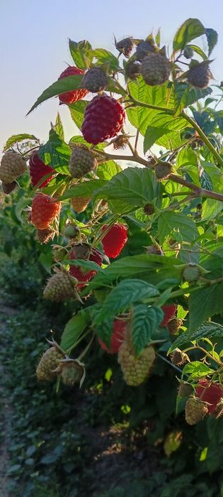 Sadzonki malin letnie i jesienne WYSYŁKA