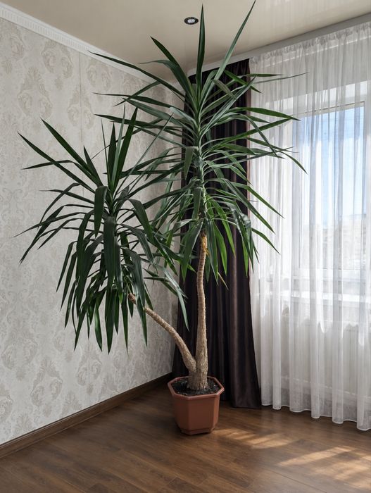 Юка кімнатна 2,7 м
