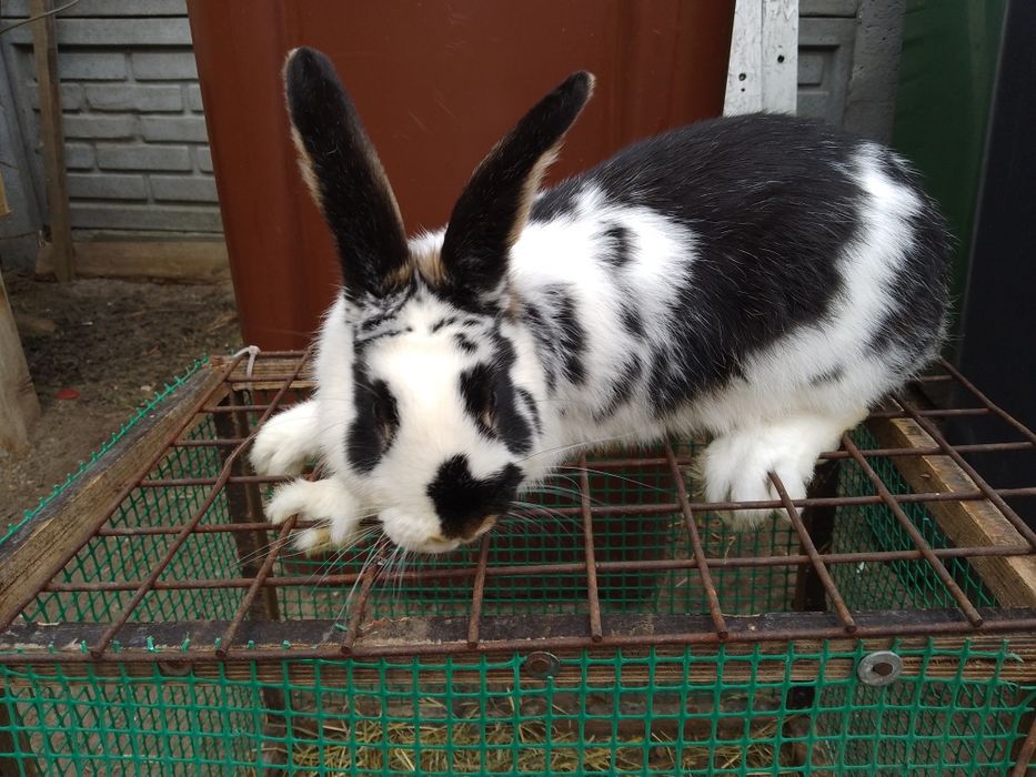 Witam sprzedam samczyka 6  miesiąca