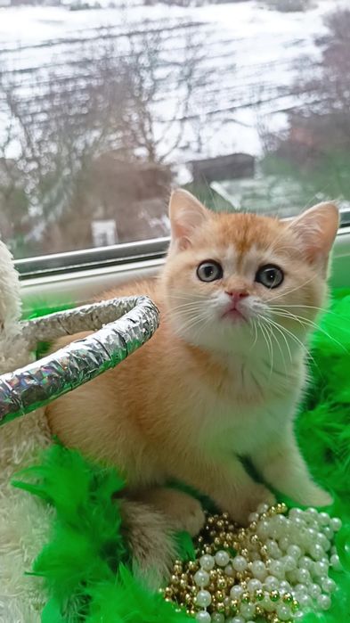 Шикарная прямоухая девочка золотая шиншилла