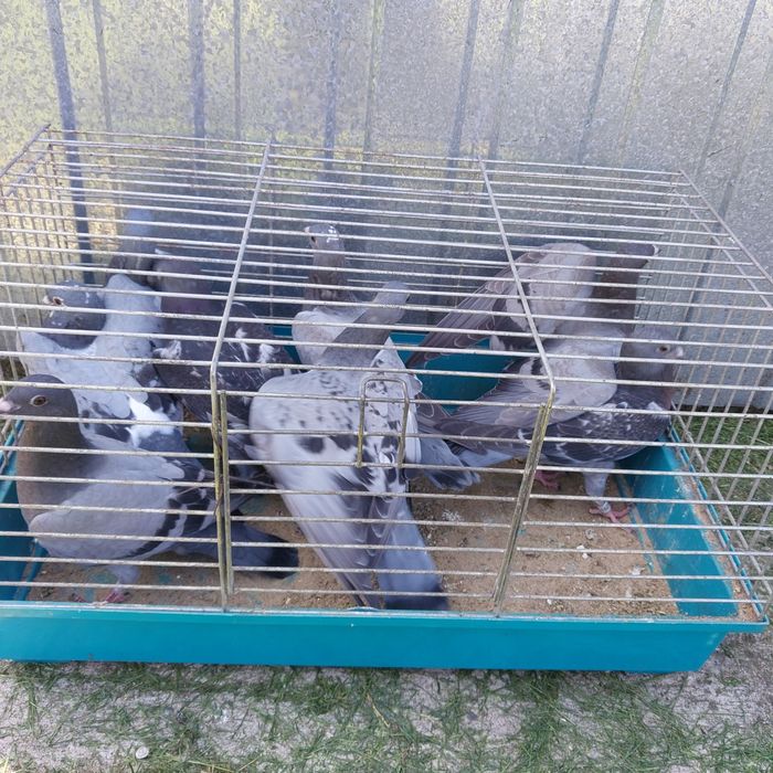 Golebie pocztowe mlode