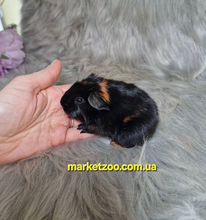 Морська свинка, морські свинки, морская свинка, морские свинки,ам.висл