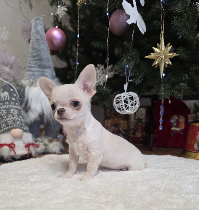 Фантастичні міні чихуахуа.