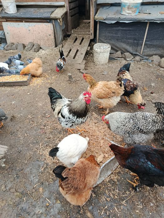 Продаю молодих когутів