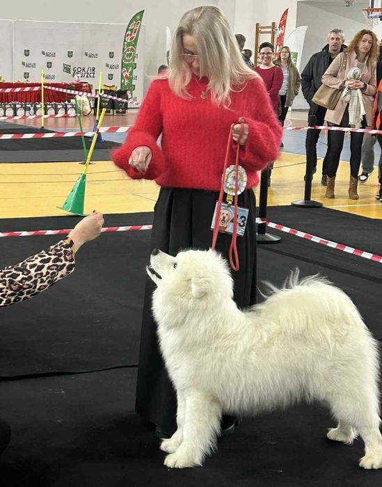 Sprzedam sunię Samoyed