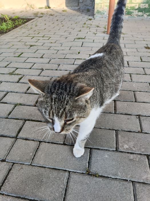 Котик шукає люблячу сім'ю