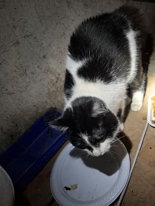 Віддам кішечку  безкоштовно