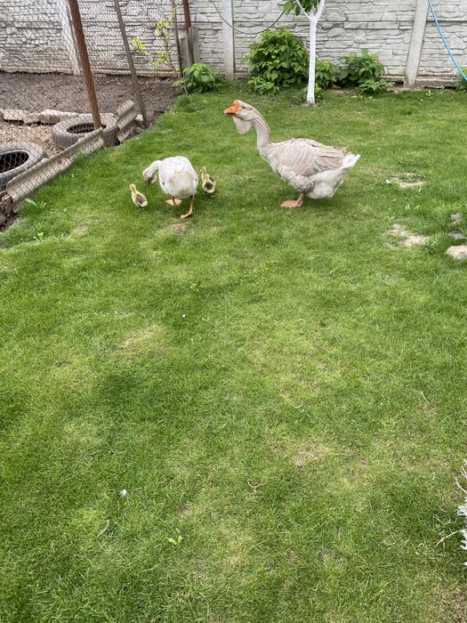 Гуси холмогори на племя