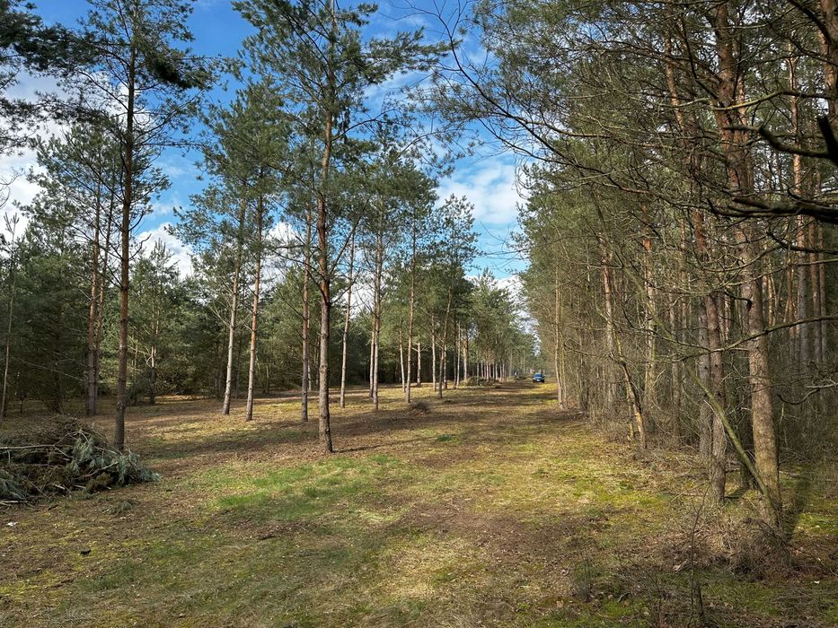 Piękna działka w leśnym otoczeniu, blisko zalewu. Warunki zabudowy. - Widok 4