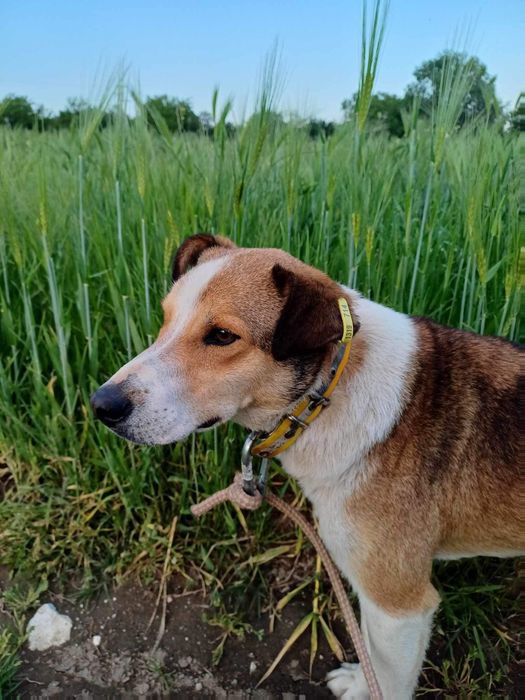ROSKO-około 2  letni wspaniały psiak czeka na kochającego właściciela