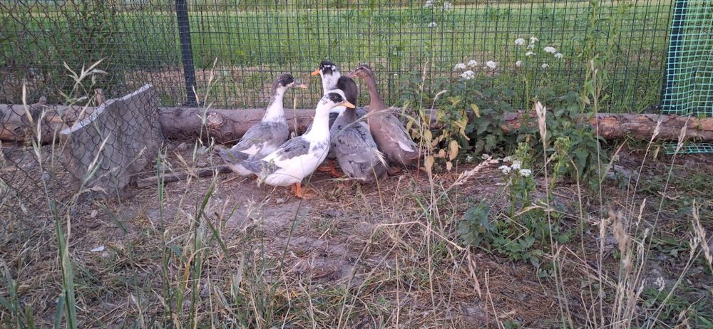 Kaczki Pekin Maximus Niebieskie