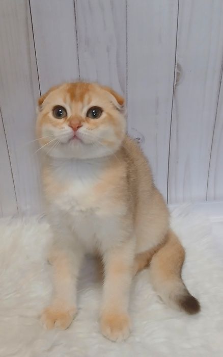 хлопчик золотої шиншили 3міс.