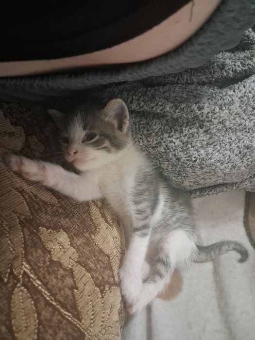 Віддам кошенят безкоштовно