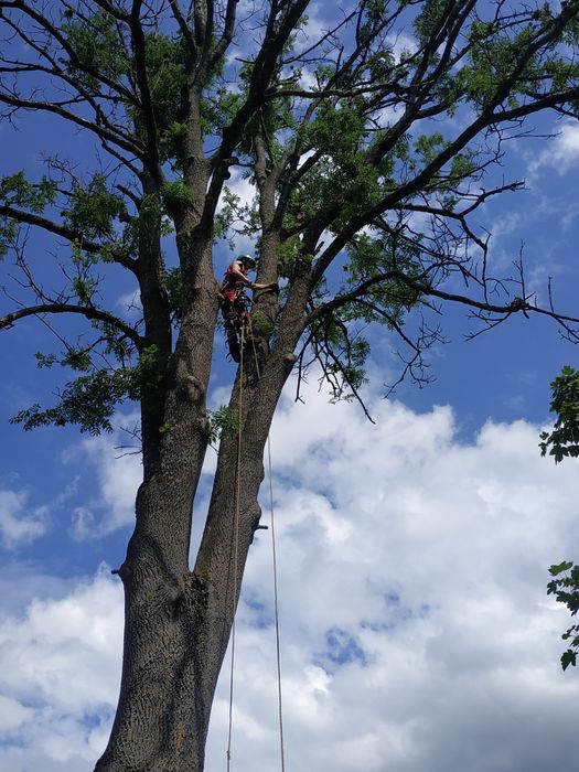 Продам ясінь свіжоспиляний товщинаив стовбурі 1 метр довжина 6 иетрівм