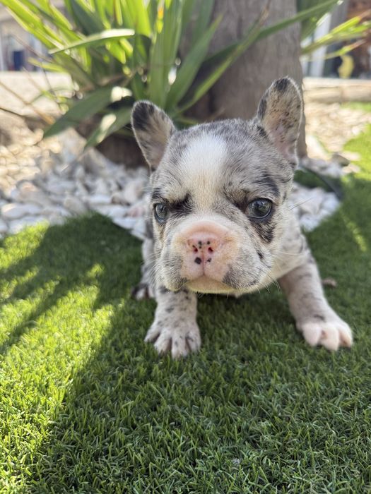 Bulldog francês merl olhos azuis menina