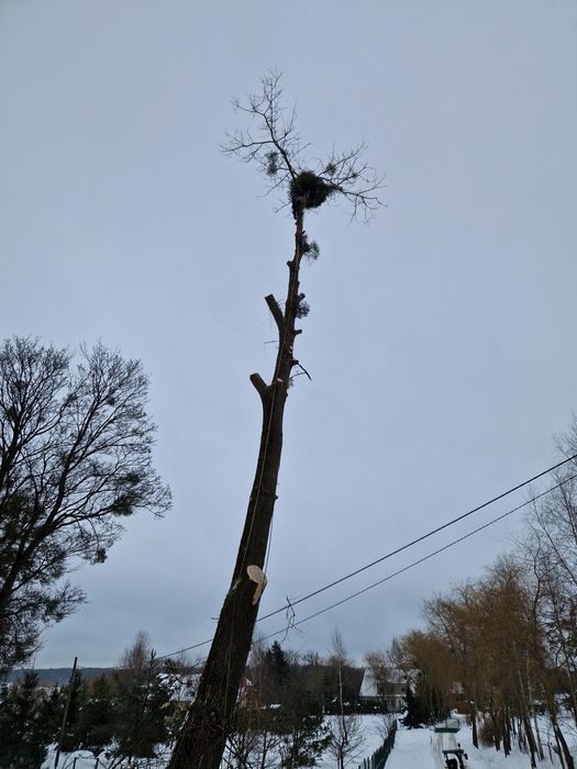 Wycinka Drzew Trudnych i Alpinistyczna | Metoda Linowa | BEZ ZNISZCZEŃ
