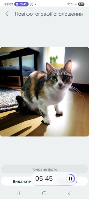 Кішечка у хороші руки