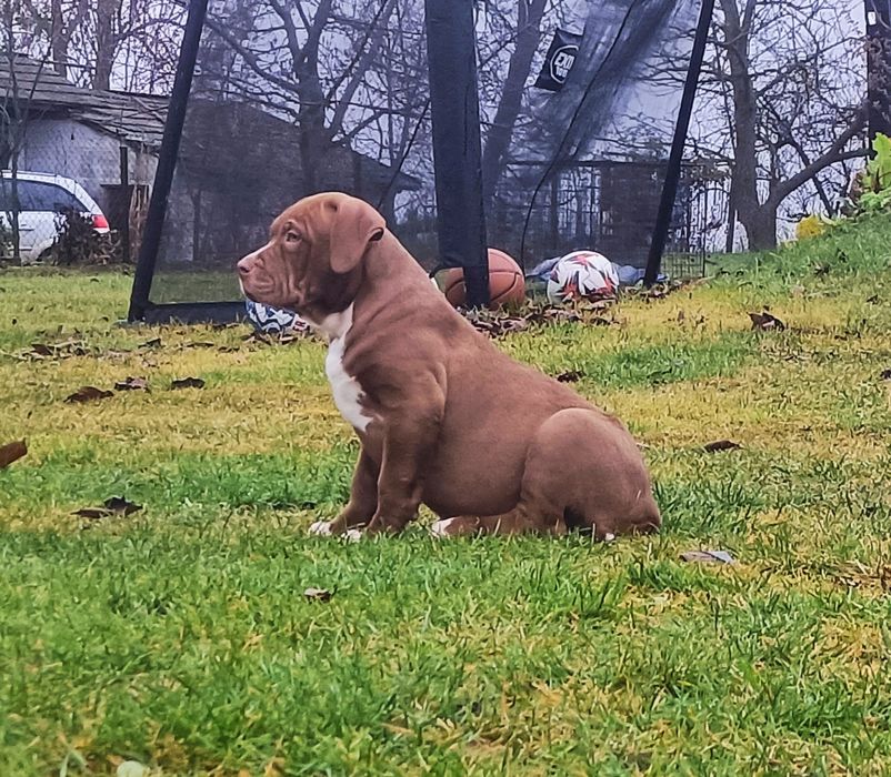 Szczeniaki bandog- cane corso dog argentyński mastino amstaff  pitbull