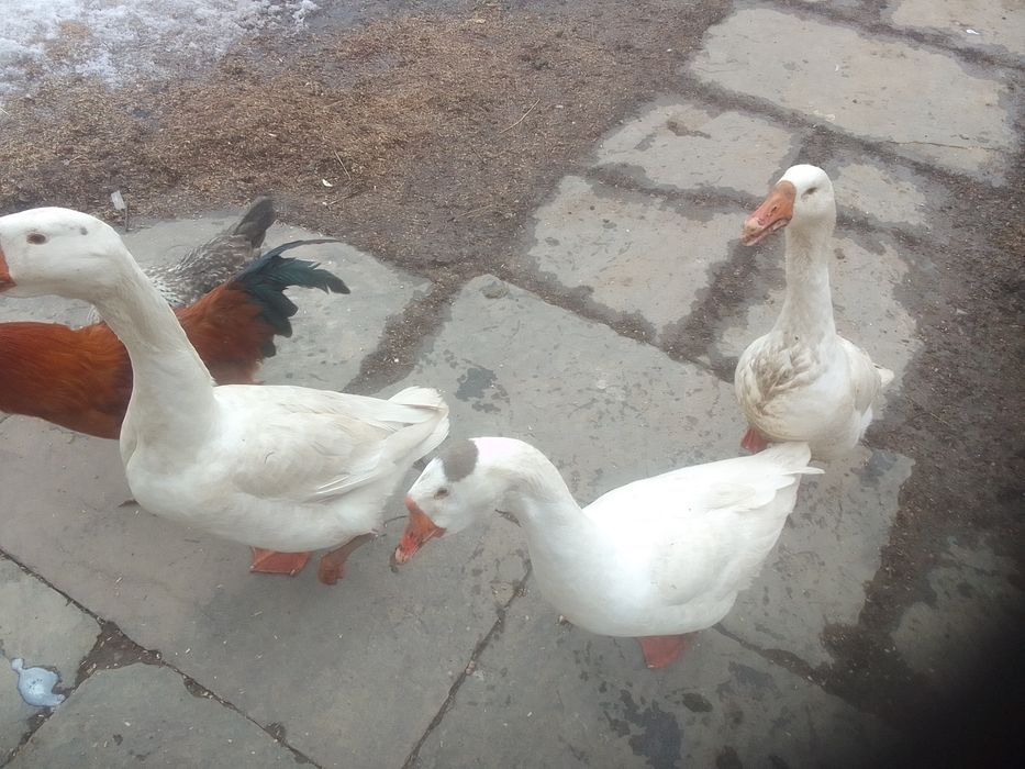 2гуски і гусак .