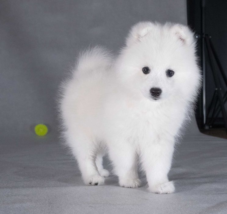 Шпиц японский КСУ. Японський шпіц