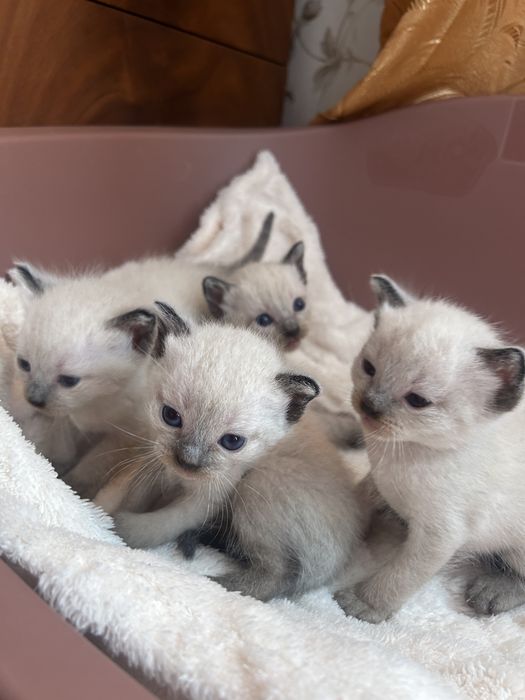 Продаються тайські котики