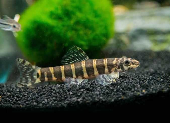 Bocja Serpent (Serpenticobitis octozona) - SKALMAR Sklep Akwarysty