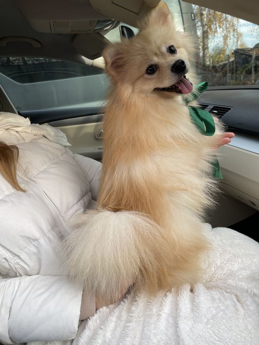 Померанські шпіци — Гарантовано закохаєтесь з першого погляду