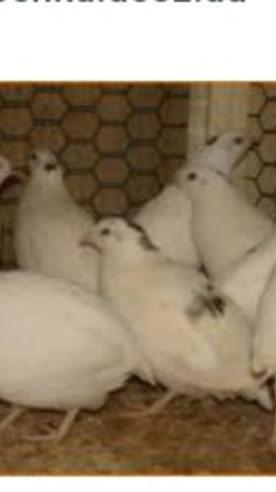 Продам молодняк перепелів .