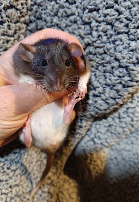 Щурики Дамбо і стандарт