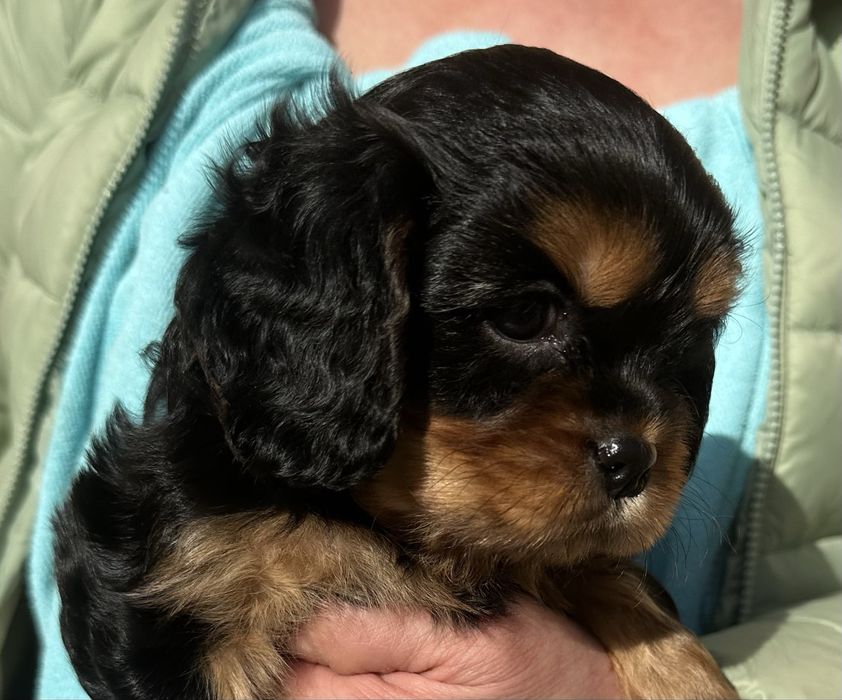 Cavalier King Charles Spaniel ZKwP (FCI)
