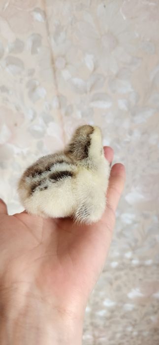 Добові курчата МАСТЕР ГРЕЙ