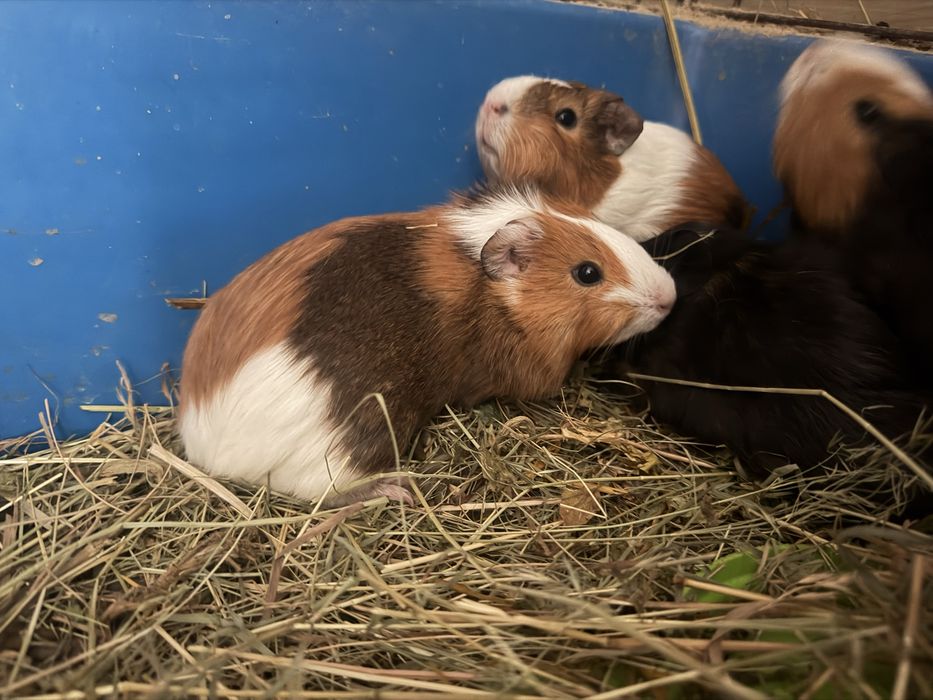 Гладкая морская свинка (3х цветная)