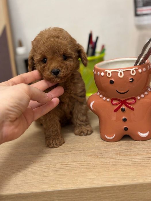 VIP тикап мальтипу — беби фейс из Китая