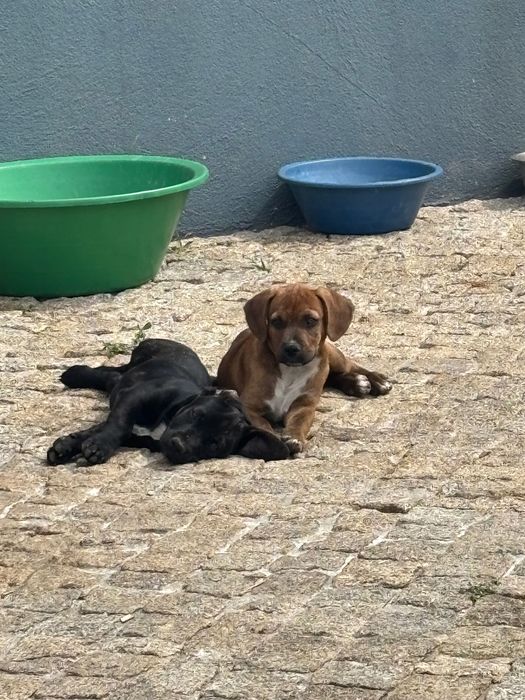 Cão 3 meses para adoção