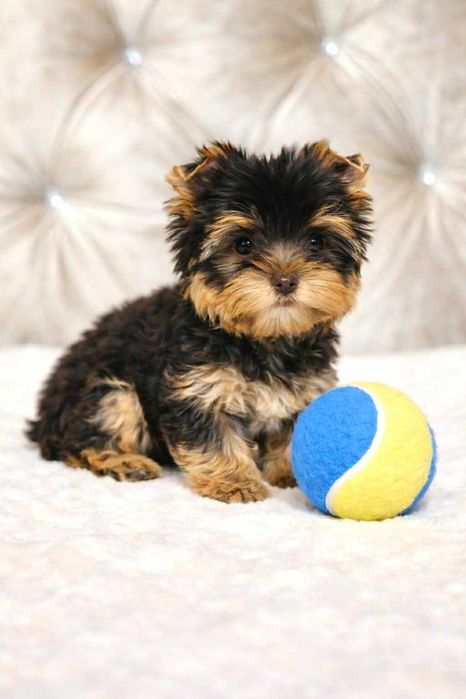 York Czekoladowy malutki - tylko do Kochania