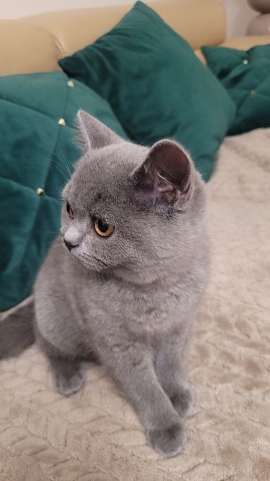 Kotka, kocurek, kocięta Brytyjskie FPL/FIFE