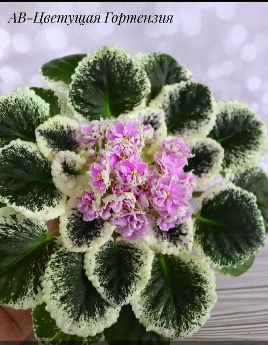 Отправок цветов почтой до весны не будет .