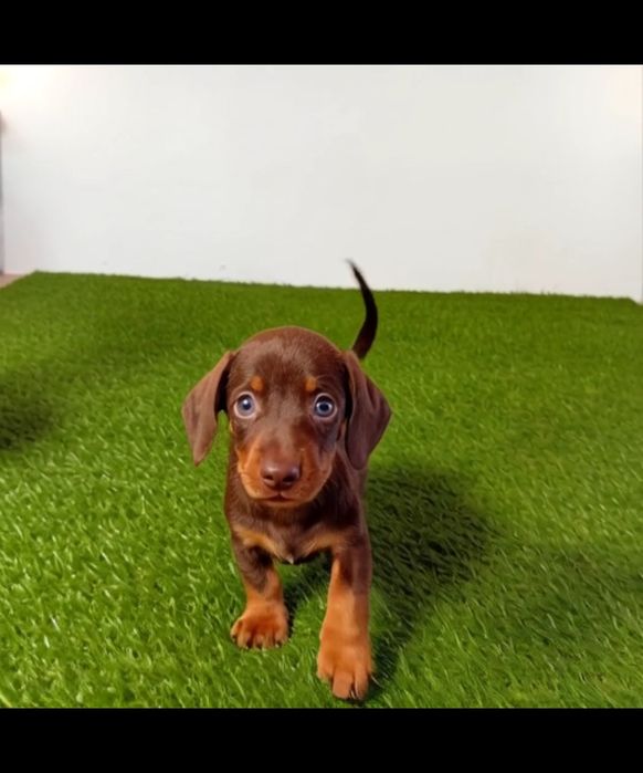 Teckel Excelente Macho Despistes de Patologia Genética