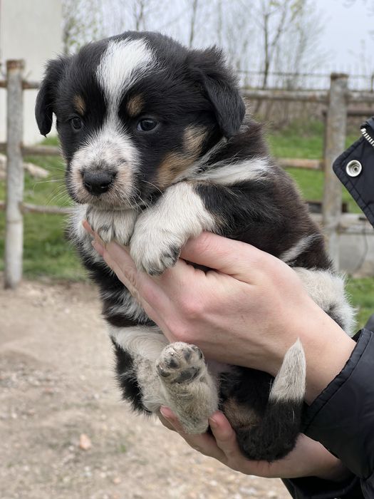 Цуценя дівчинка