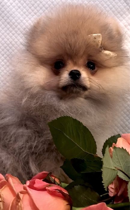 Ляльковий хлопчик КСУ.Львів.