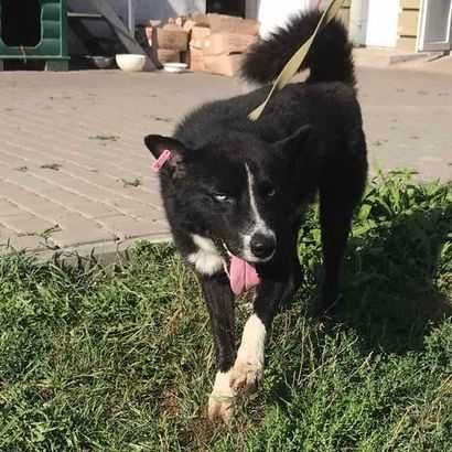 Сем - вірний, розумний красень