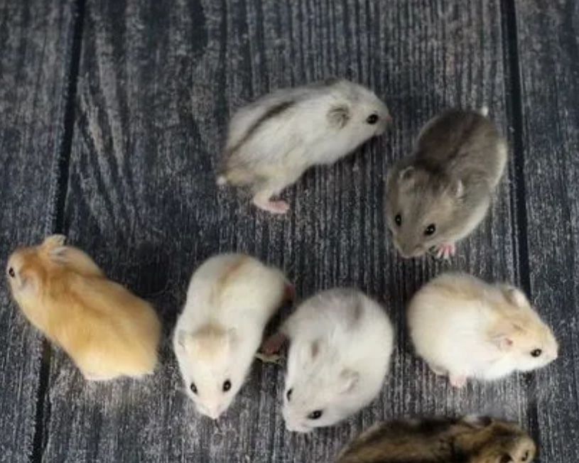 Хомяк джунгарик