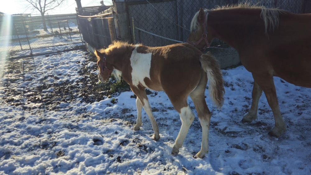 Sprzedam ogierka Haf-APH