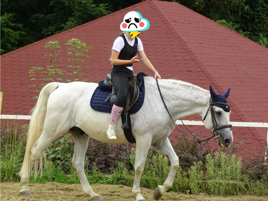 Konie do rekreacji i do skoków