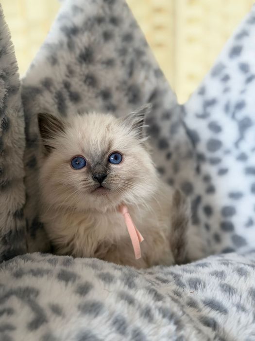 Sliczna kotka ragdoll